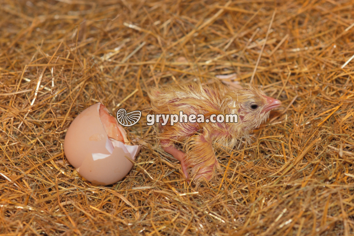 Poussin - Eclosion de l'oeuf (6) - gryphea.com